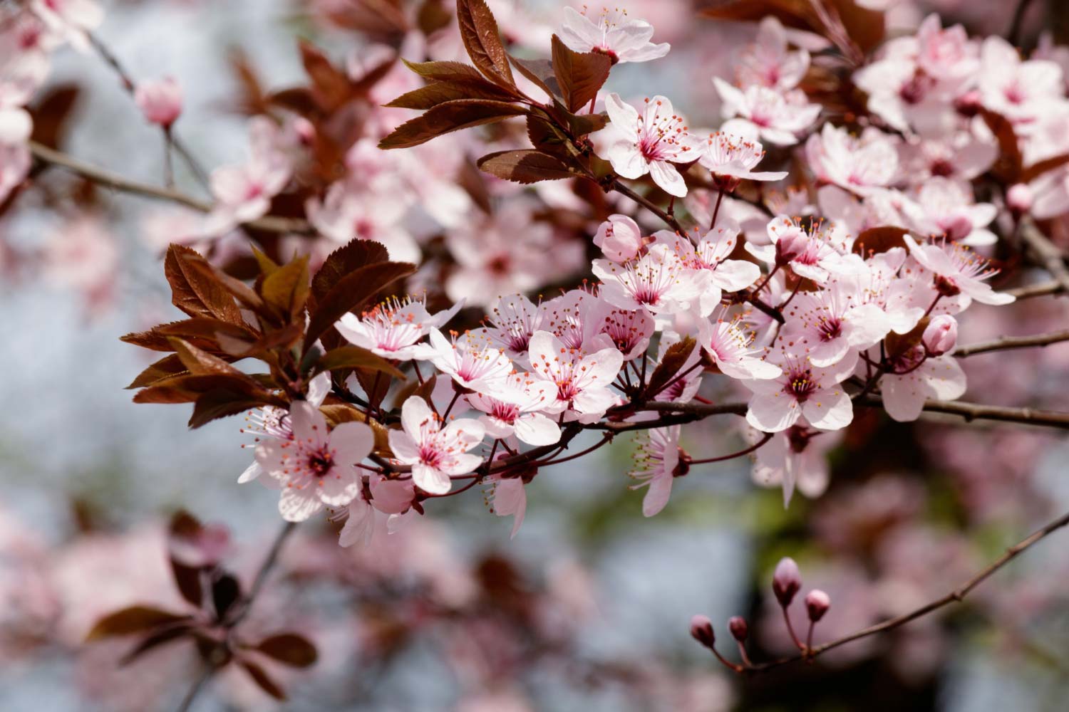flores cerezo rosa flor arbol fondo borroso primavera